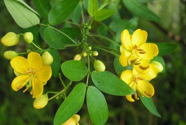 Cassia Tora Seeds JuMingzi 